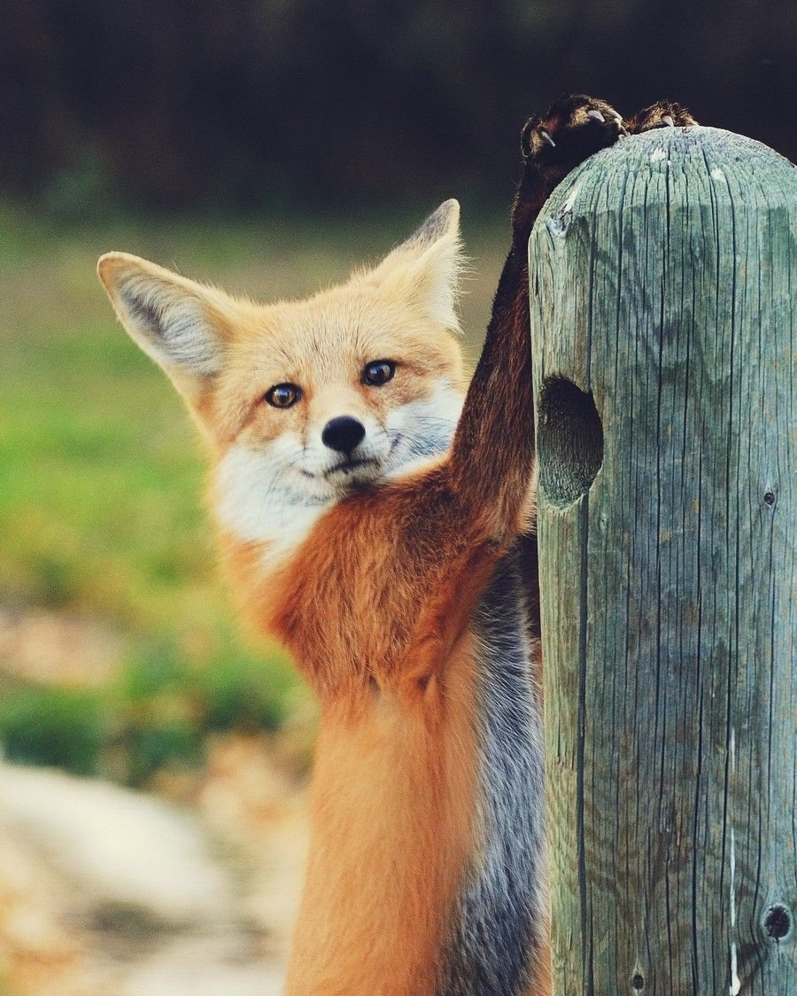 Доброе утро лиса