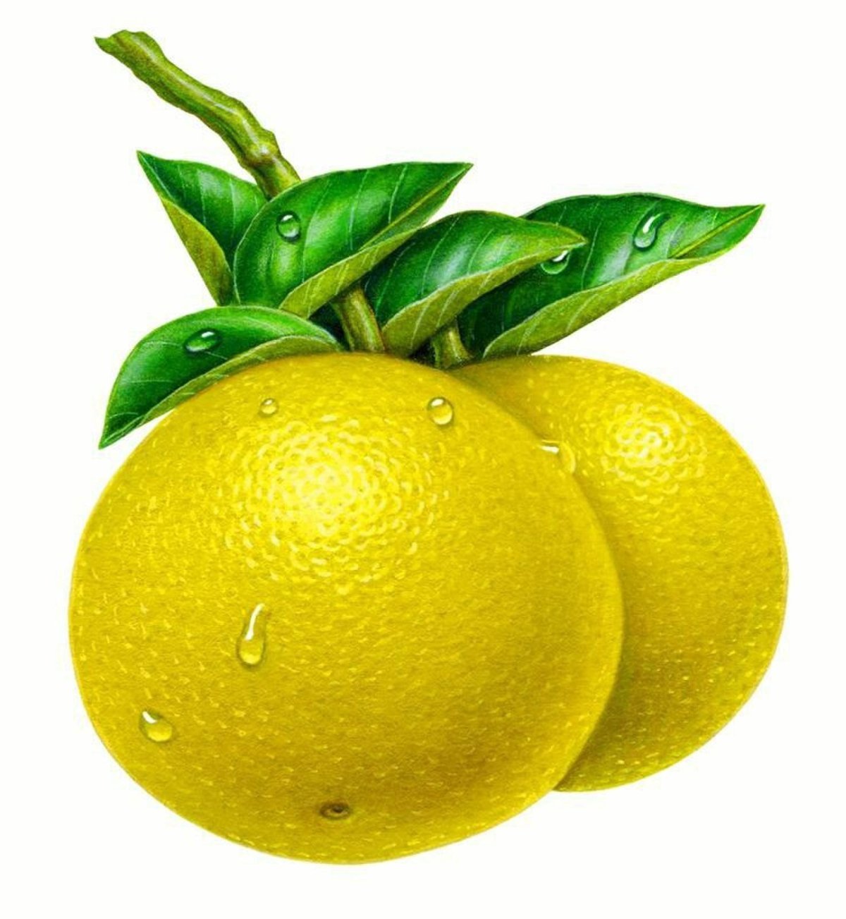 Изображение фруктов