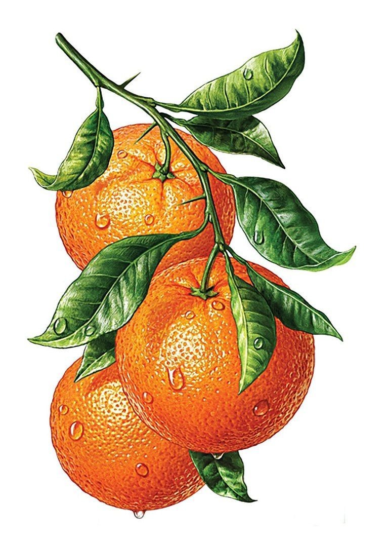 Нарисовать фрукты