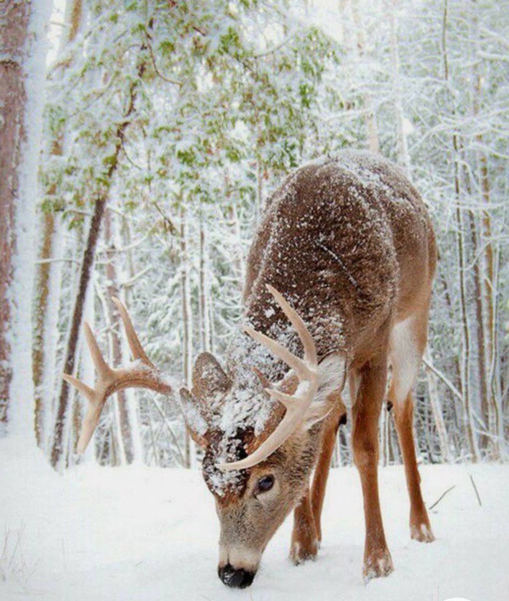 Олень зимой