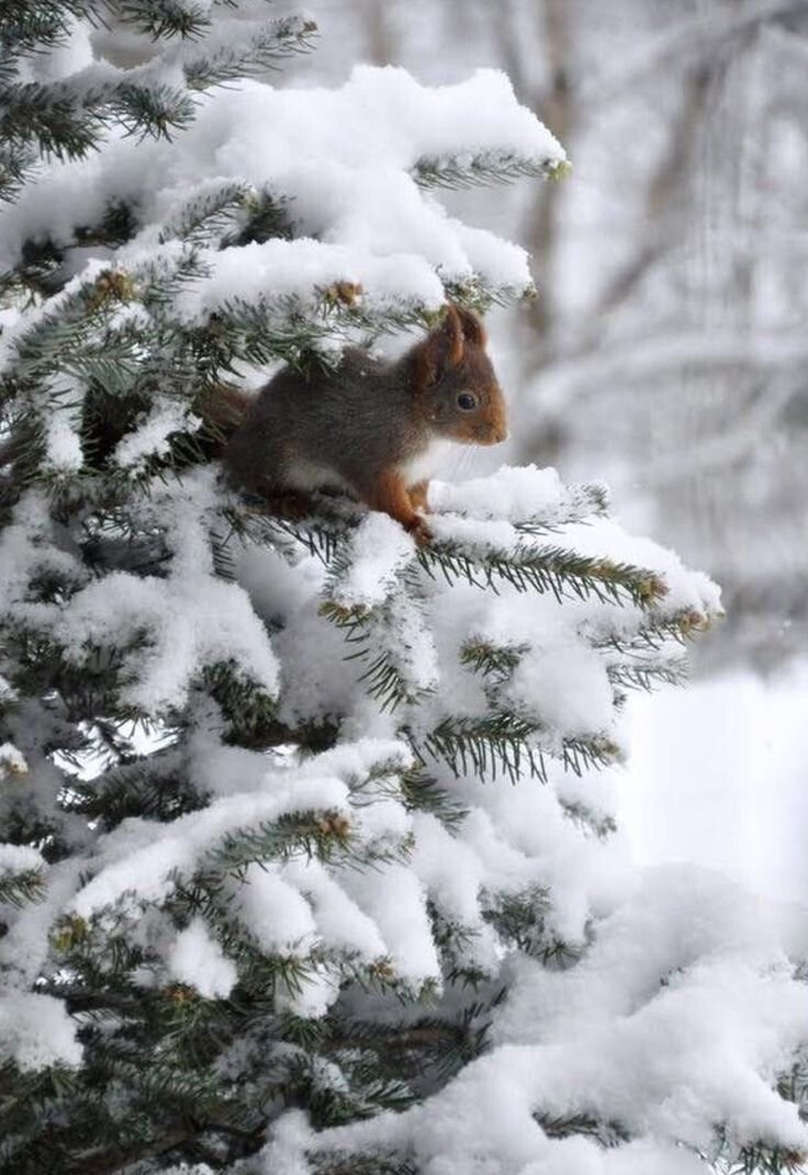 Животные в зимнем лесу