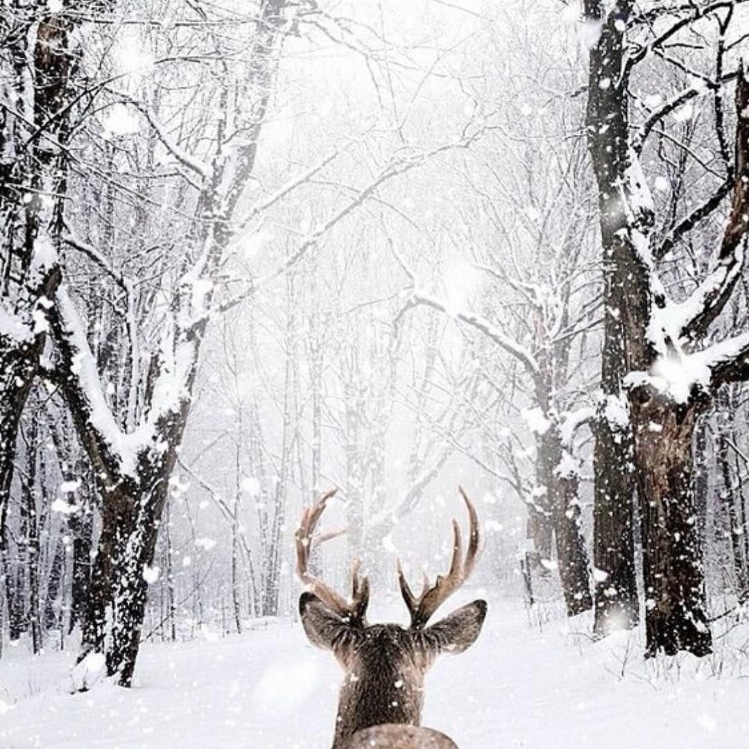 Олень в заснеженном лесу