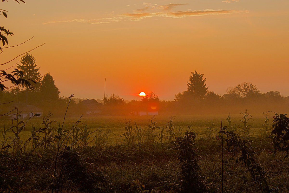 Туманное утро в деревне