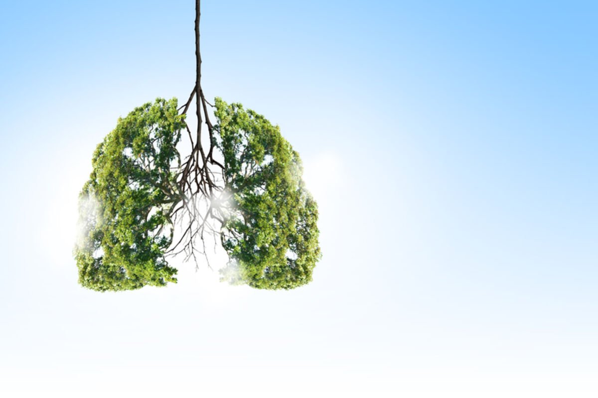 Легкие человека деревом