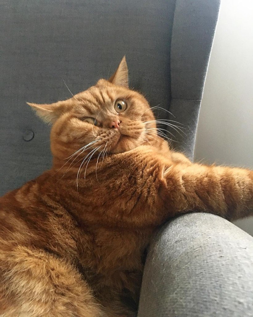 Толстый рыжий кот
