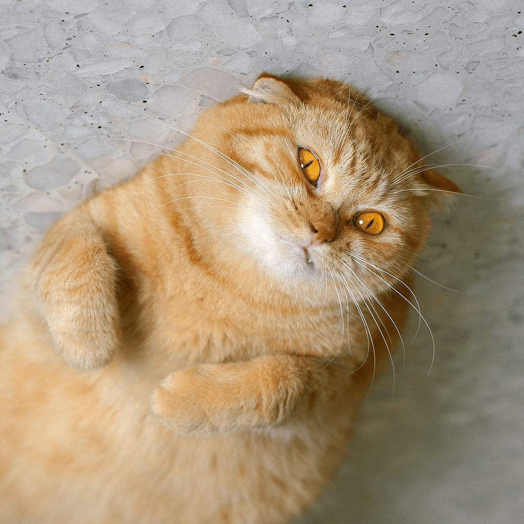 Толстый рыжий кот