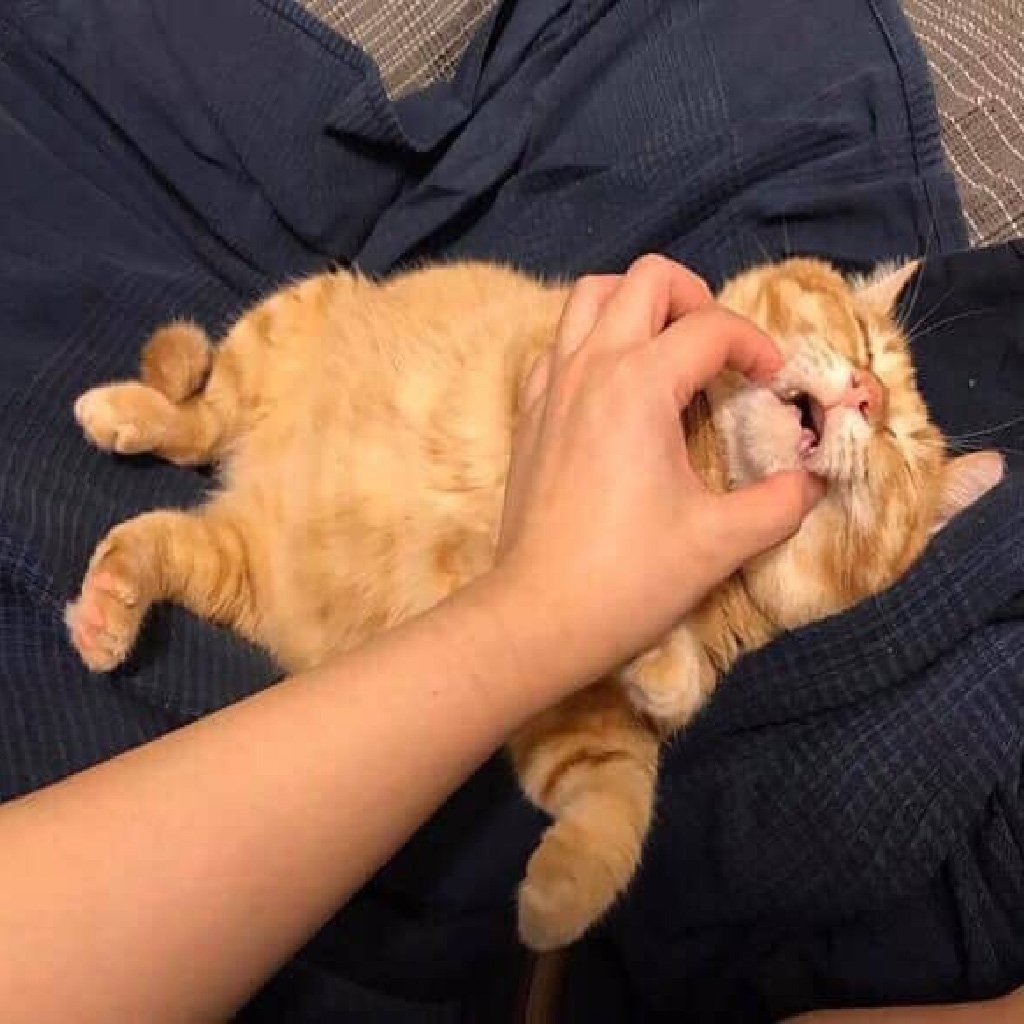 Кристина Макеева котлета