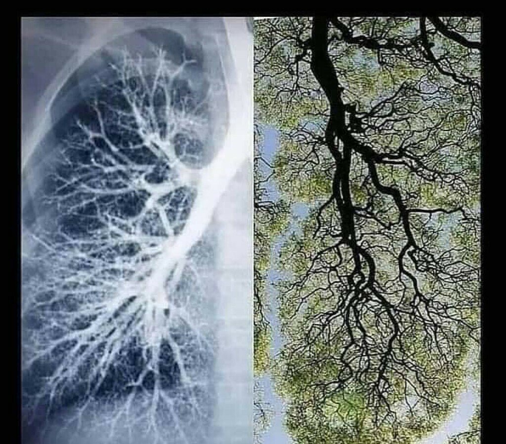 Тюкалинск лес Ленин