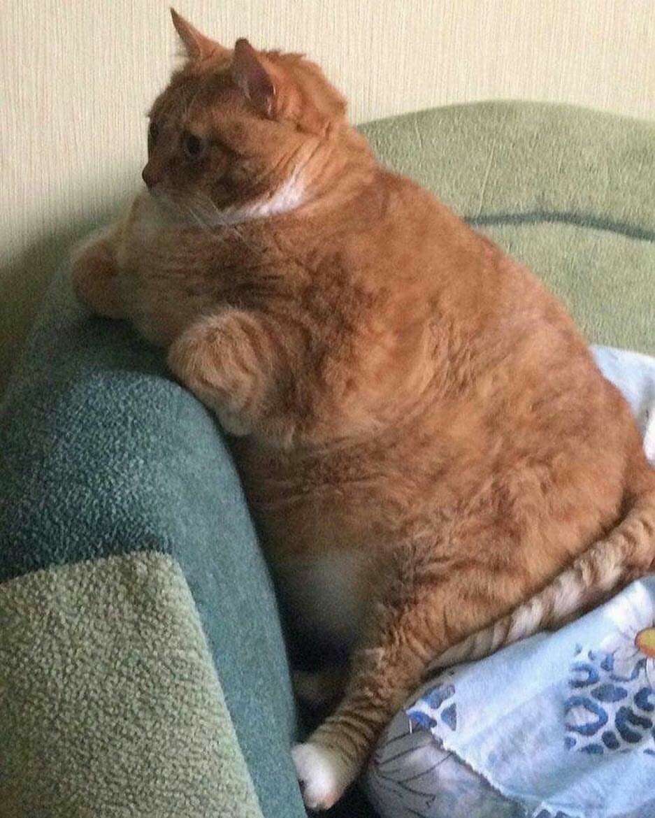 Джинджер Кэт