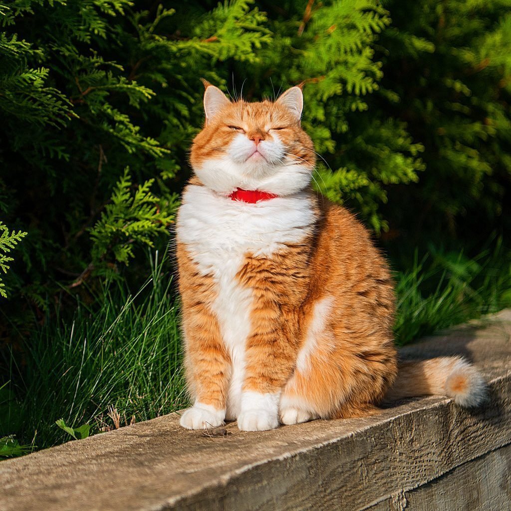 Толстые рыжие коты