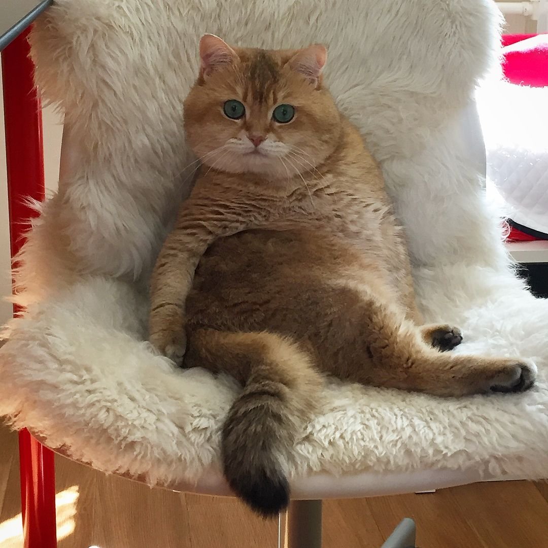 Наглый кот в кресле