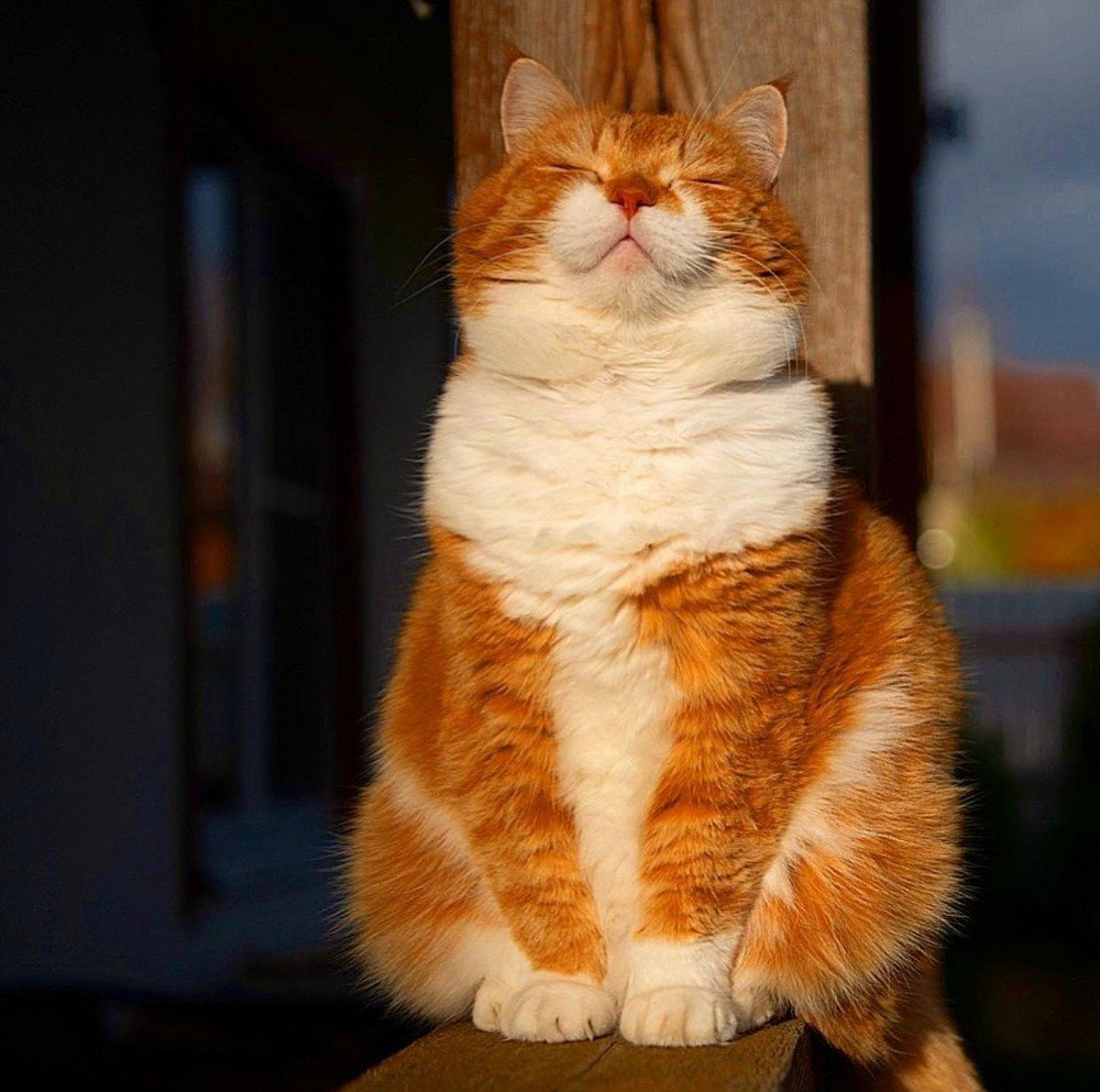 Довольный рыжий кот фото