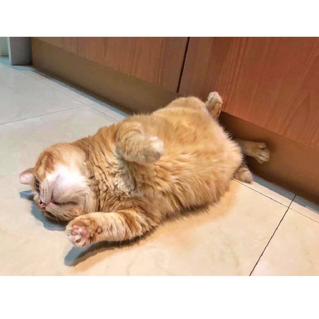 Спящий толстый кот