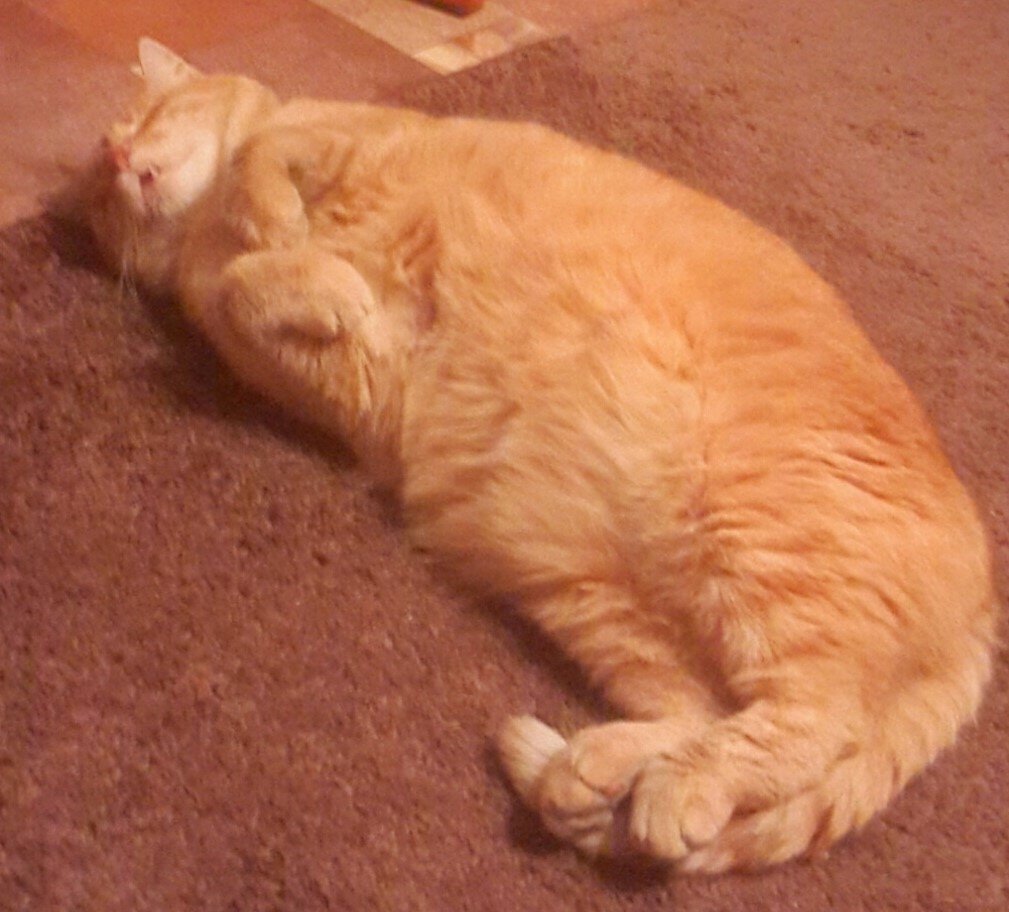 Большой рыжий кот