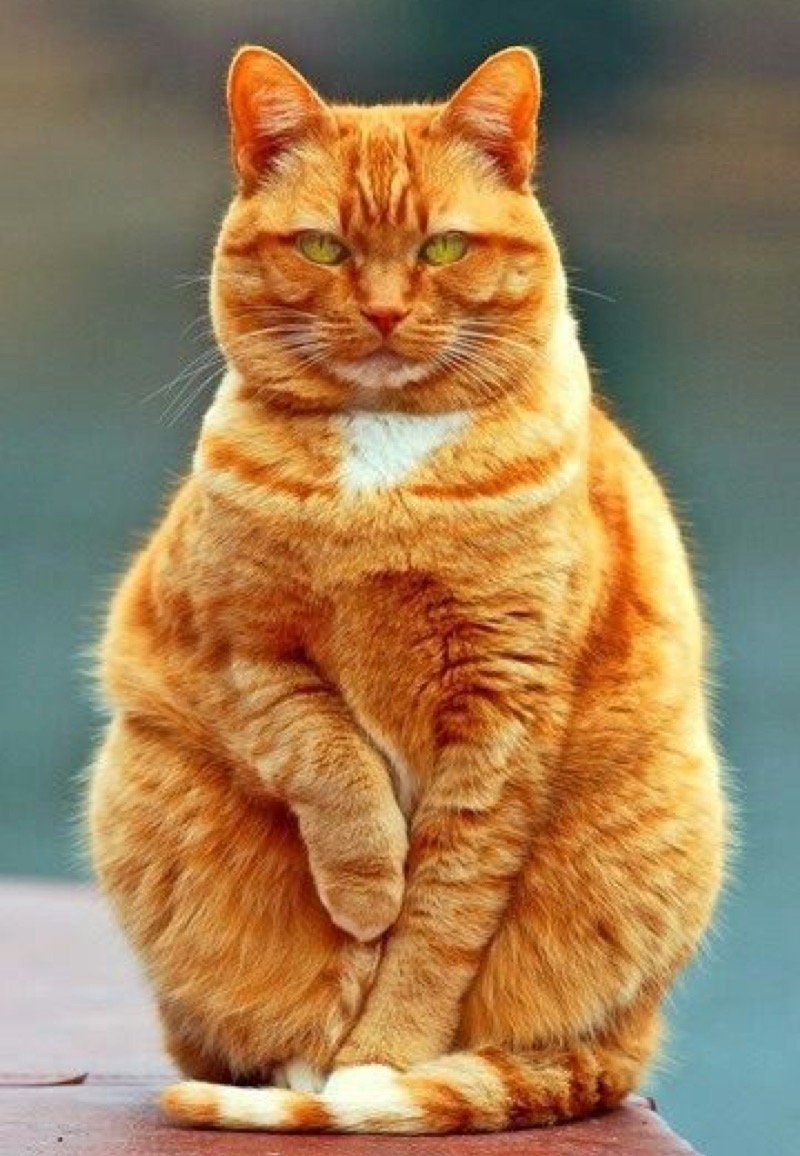 Скоттиш страйт Хосико