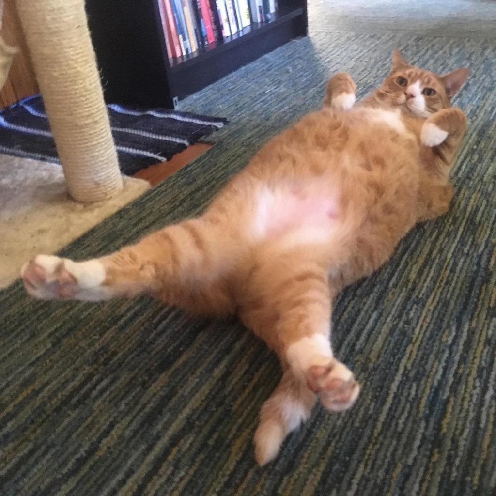 Кот в раковине