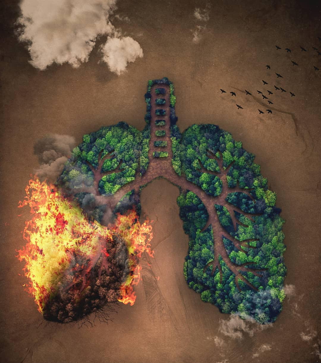 Forest in Shape of lungs