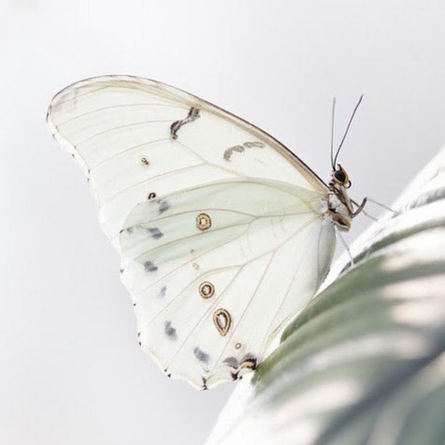 Бабочка арт