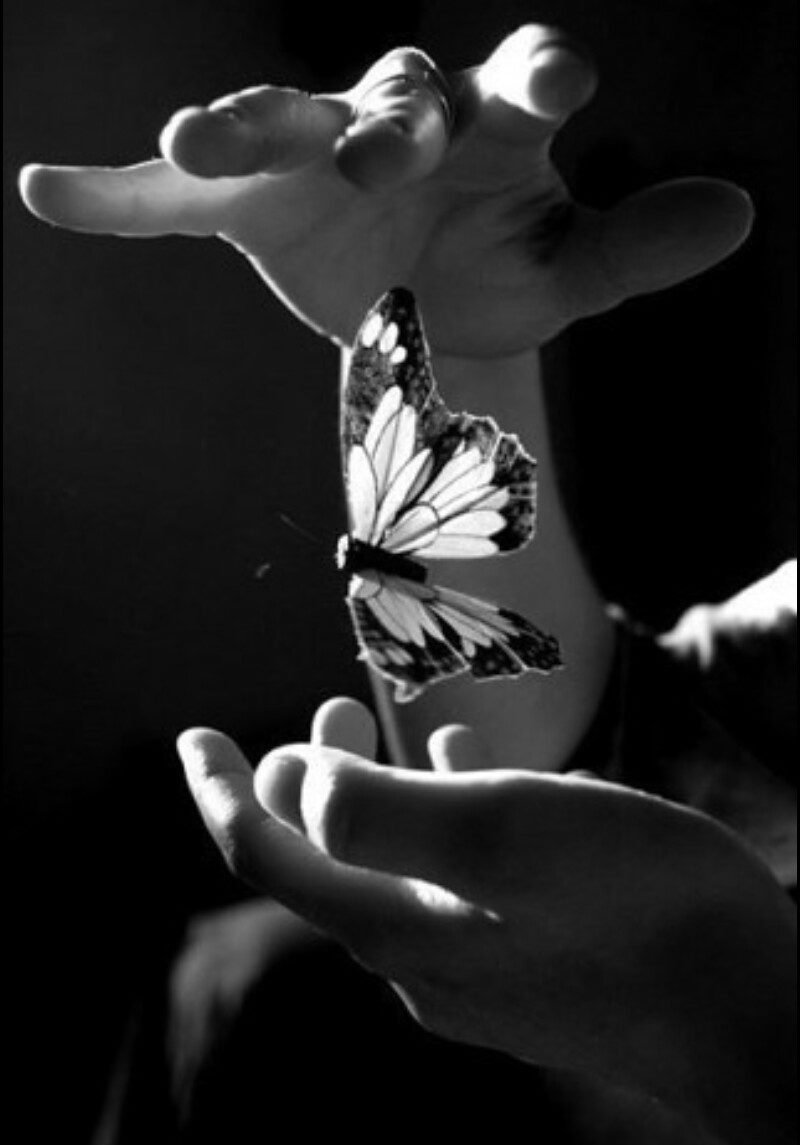 Белые бабочки картинки