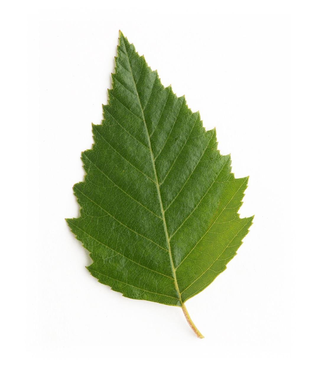 Листок березы