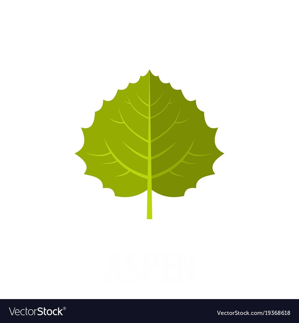 Лист осины вектор