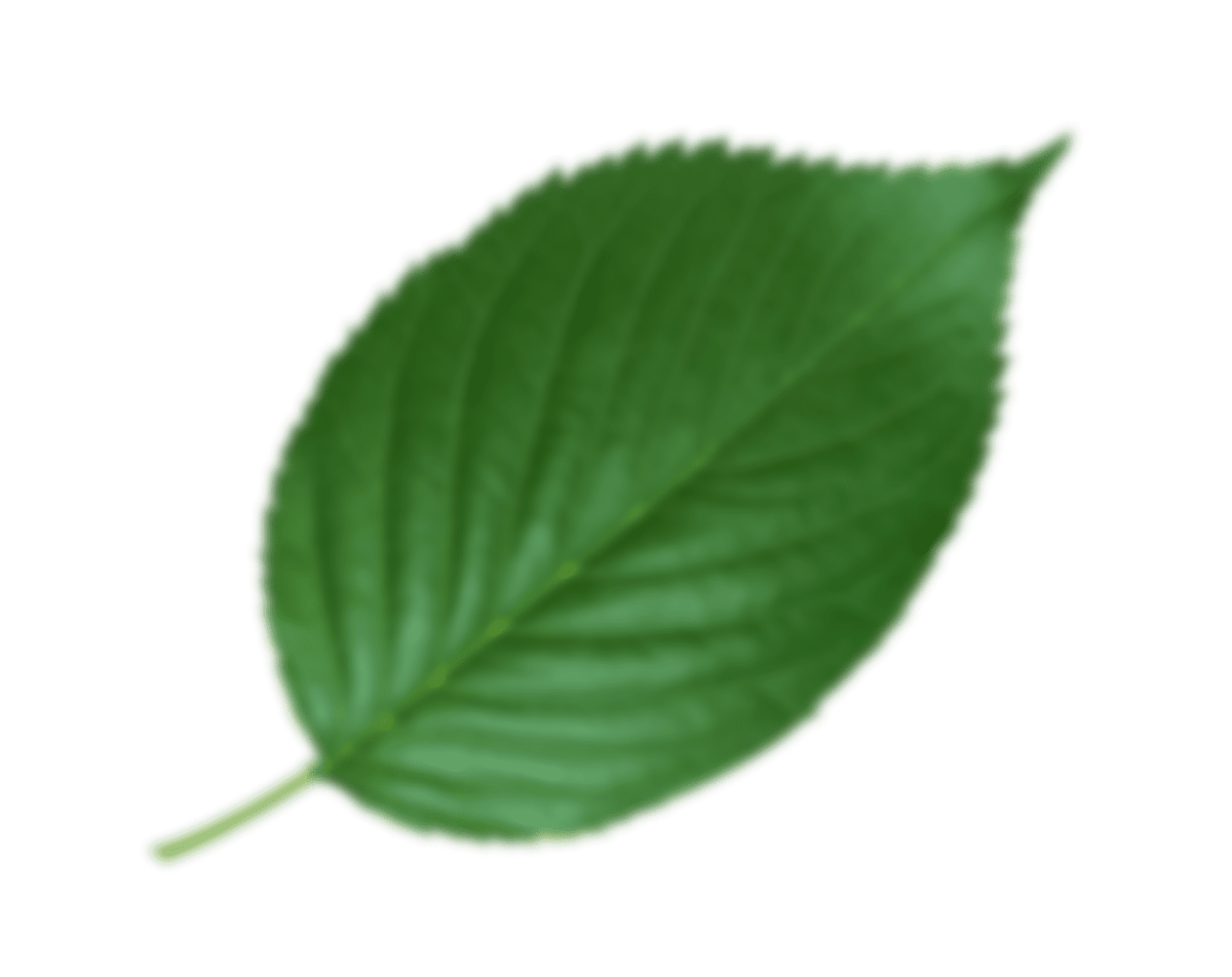 Листья на прозрачном фоне