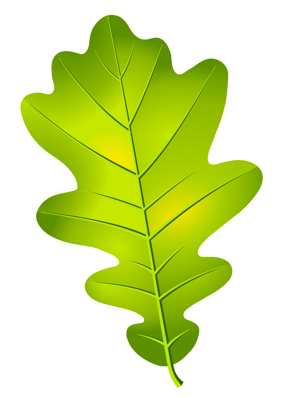Листок дуба