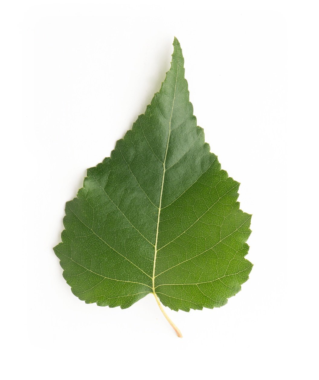 Береза повислая листок