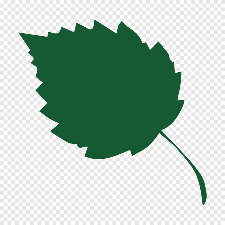 Зеленый березовый лист