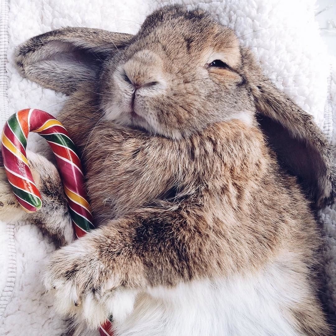 Сладких снов Медвежонок