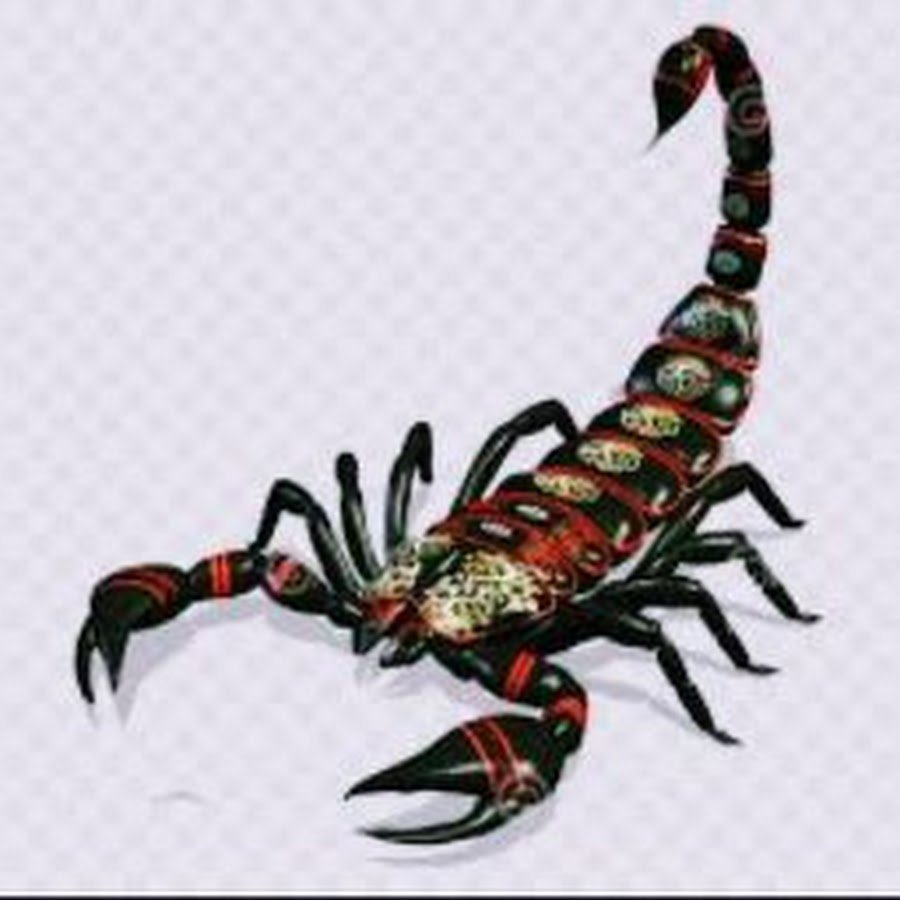 Скорпион рисунок