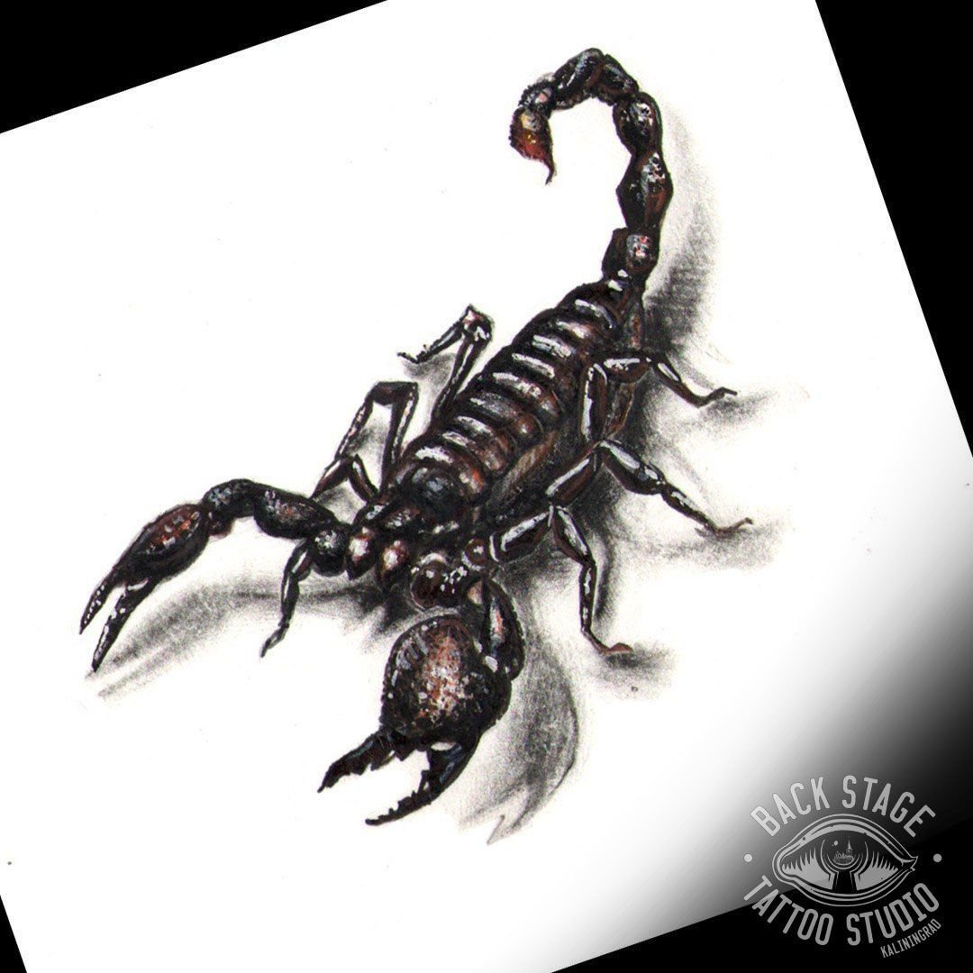 Скорпион на прозрачном фоне