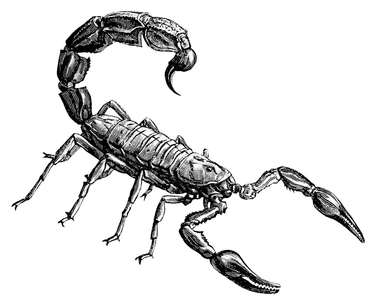 Тату трайбл Скорпион