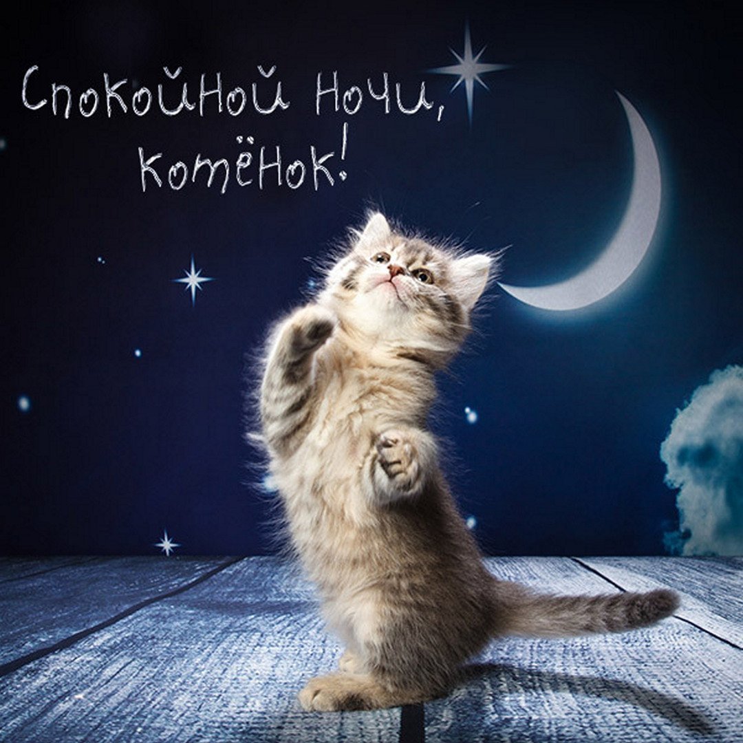 Добрых снов с животными