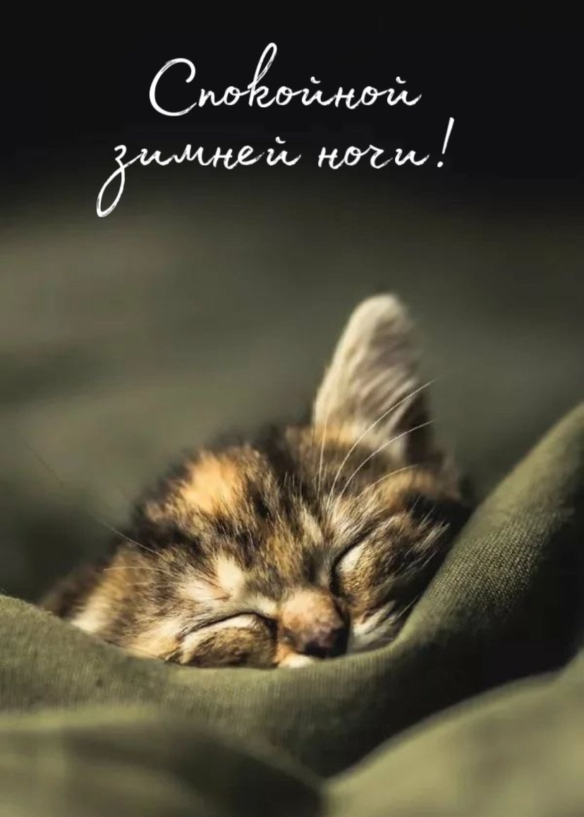 Спокойной ночи котик