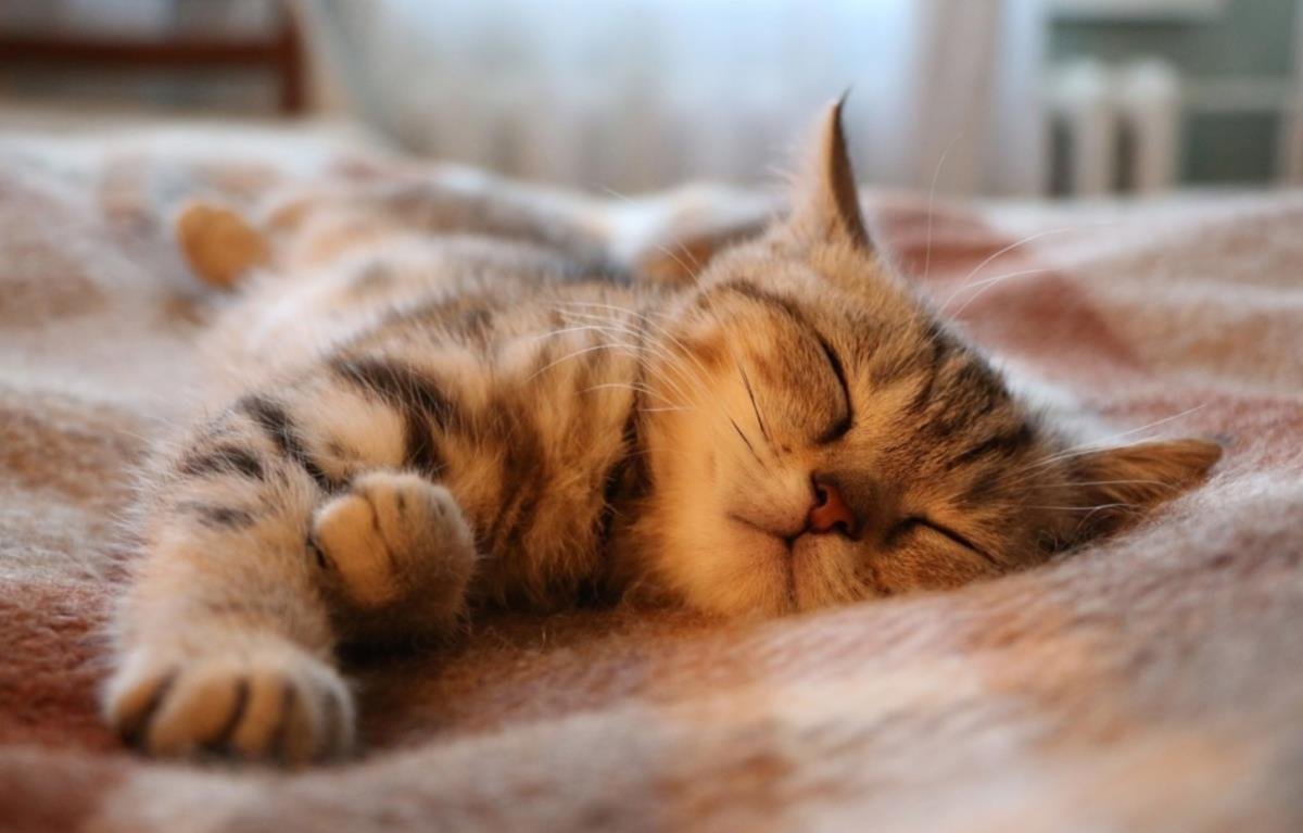 Спокойной ночи сладких снов котики и кошки