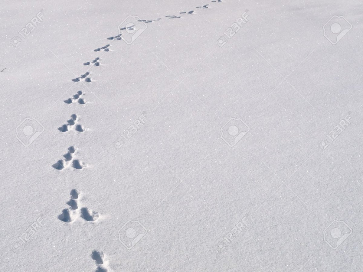 Следы белки летяги