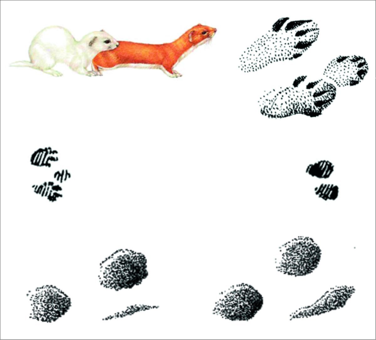 След енотовидной собаки на земле