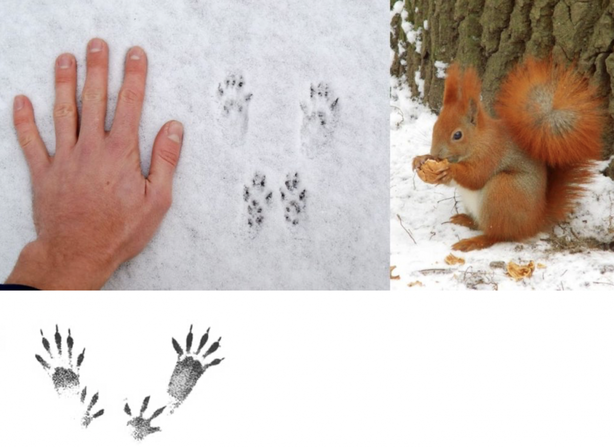 Следы белки на снегу