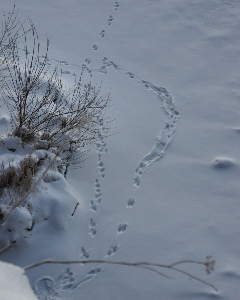 Следы енотовидной собаки