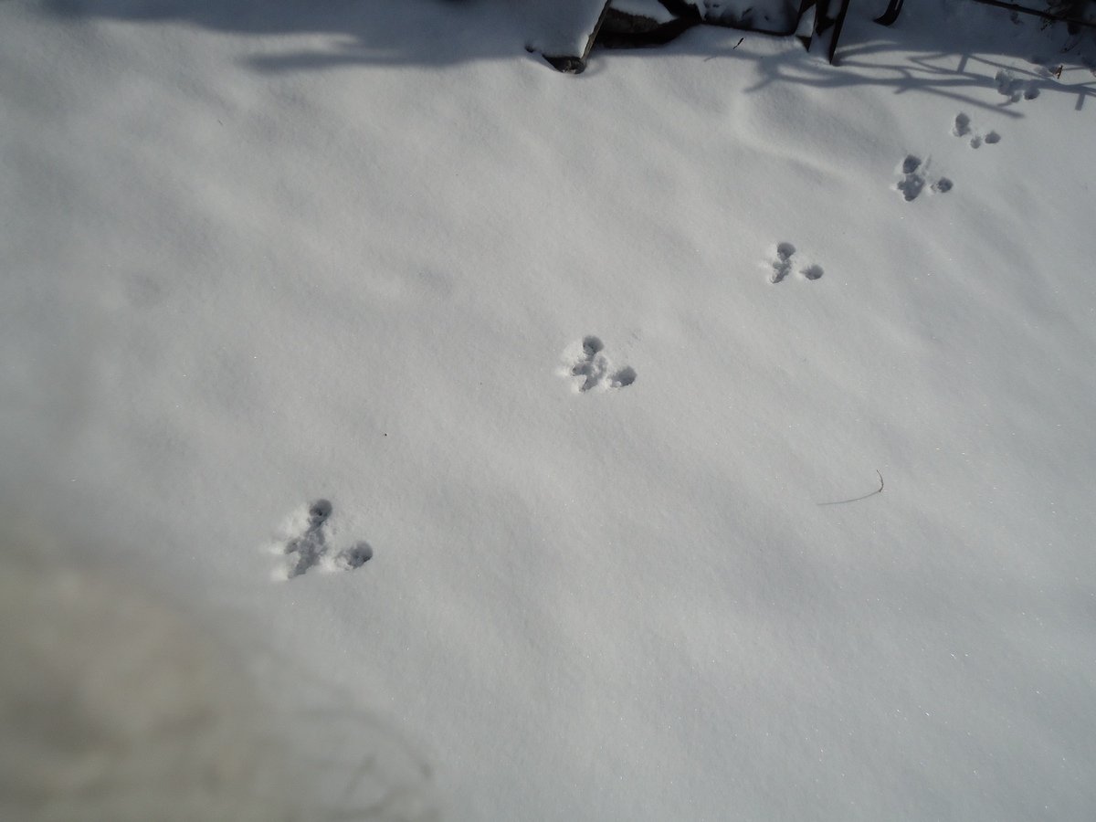 Зимние следы