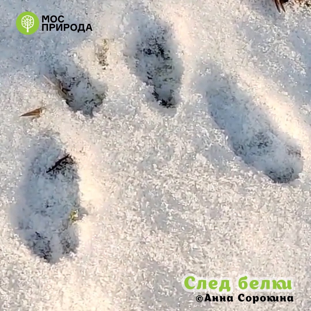 Следы мыши на снегу