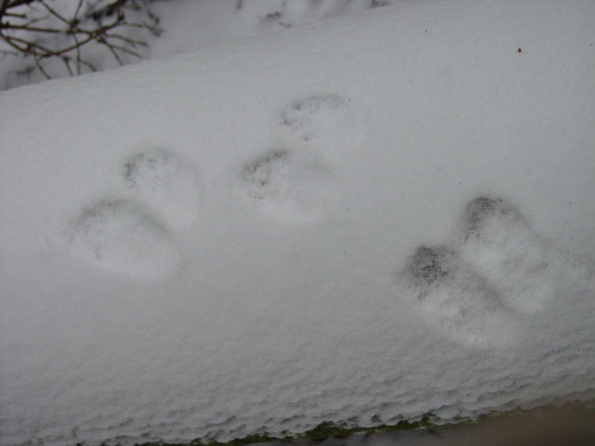 Следы лесных животных