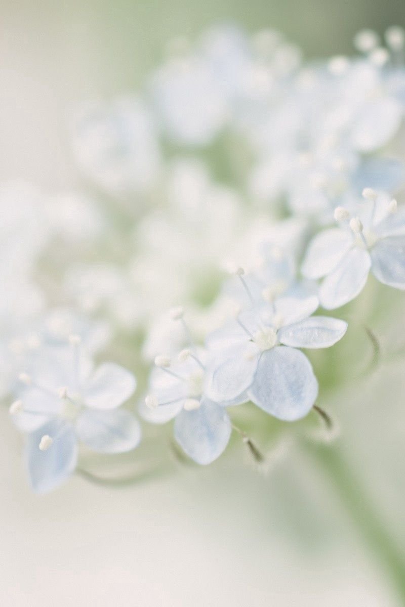 Макро фотообои