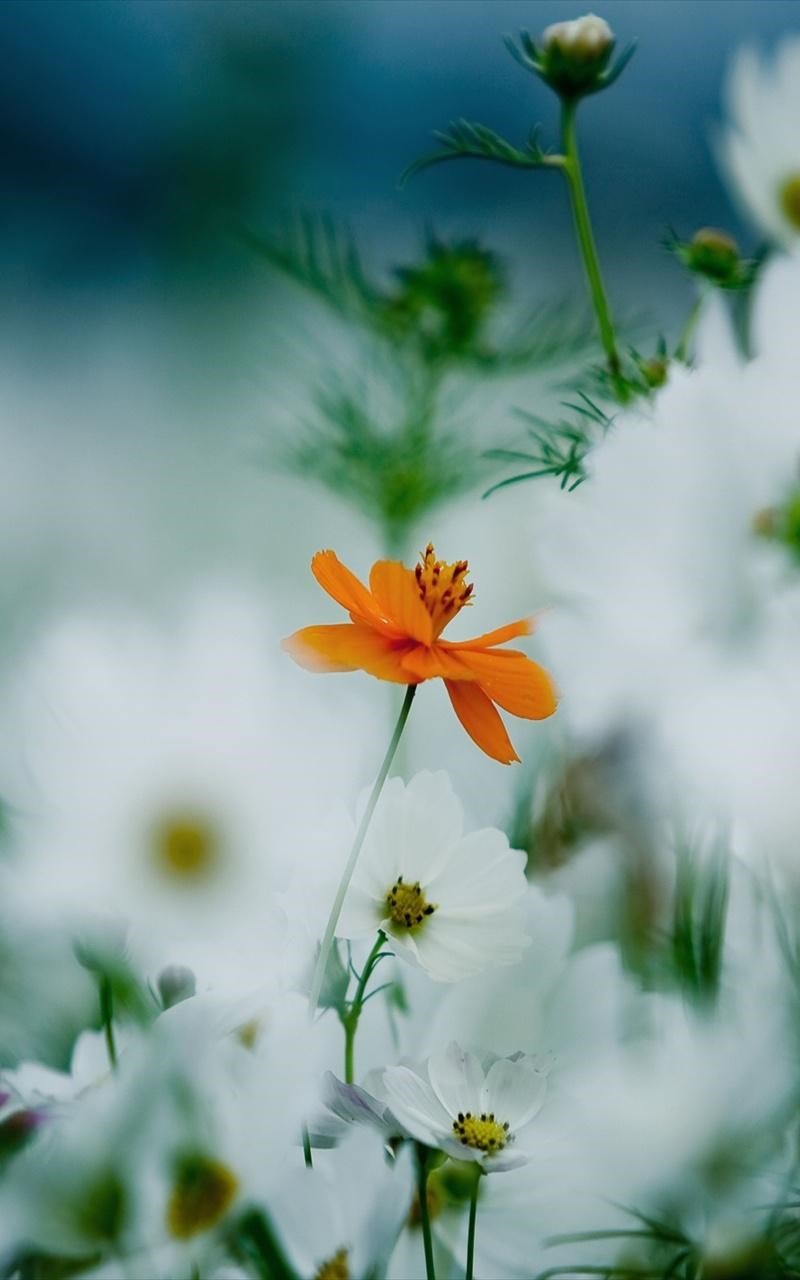 Нежный цветок