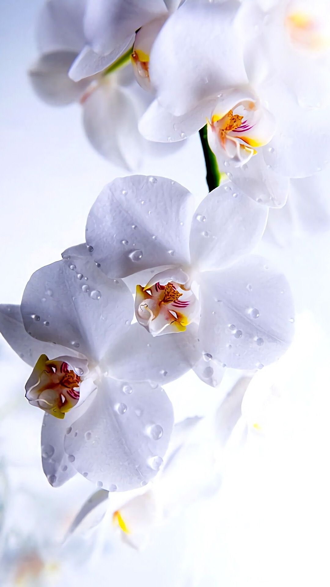 Цветочный фон