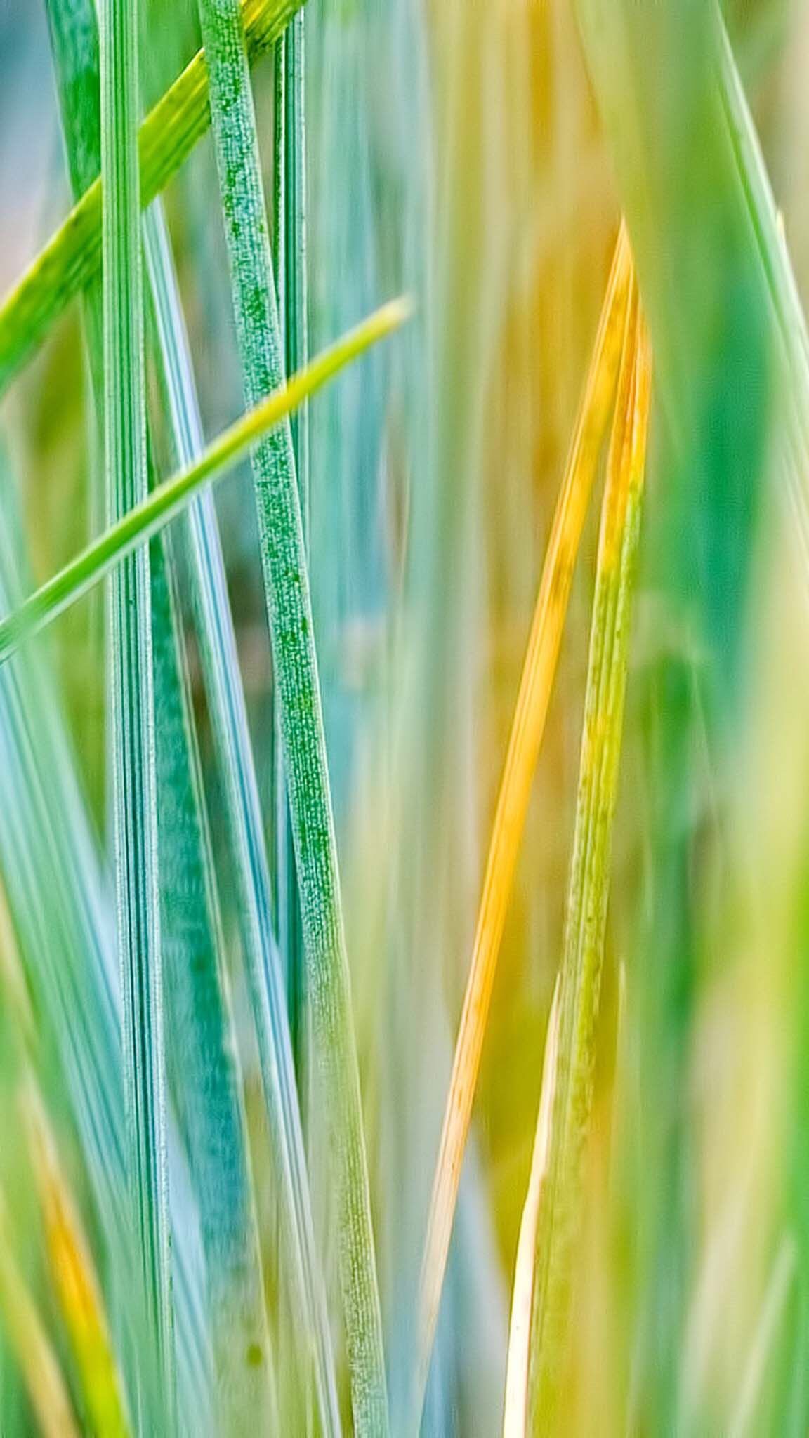 Светлый фон