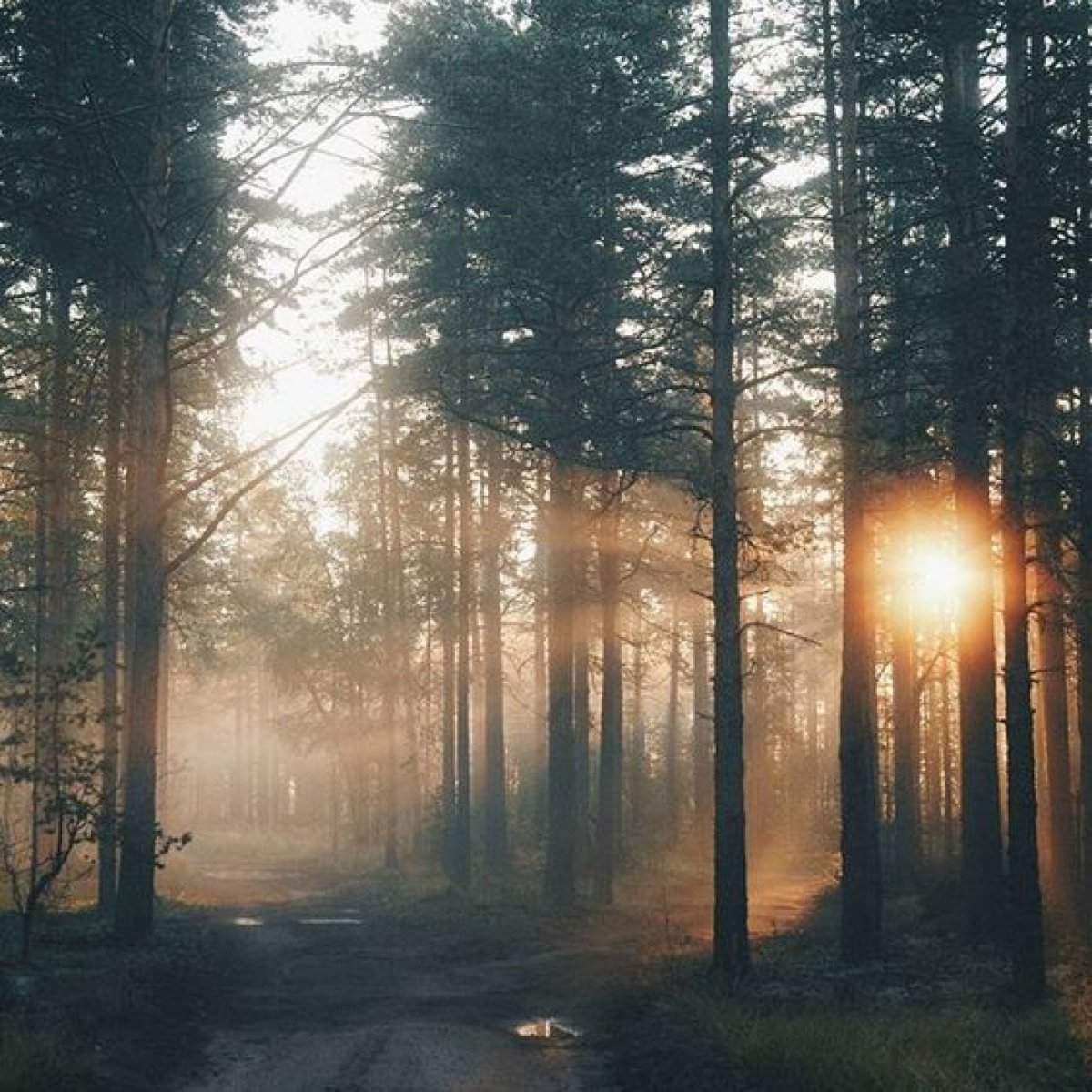 Утро в лесу Эстетика