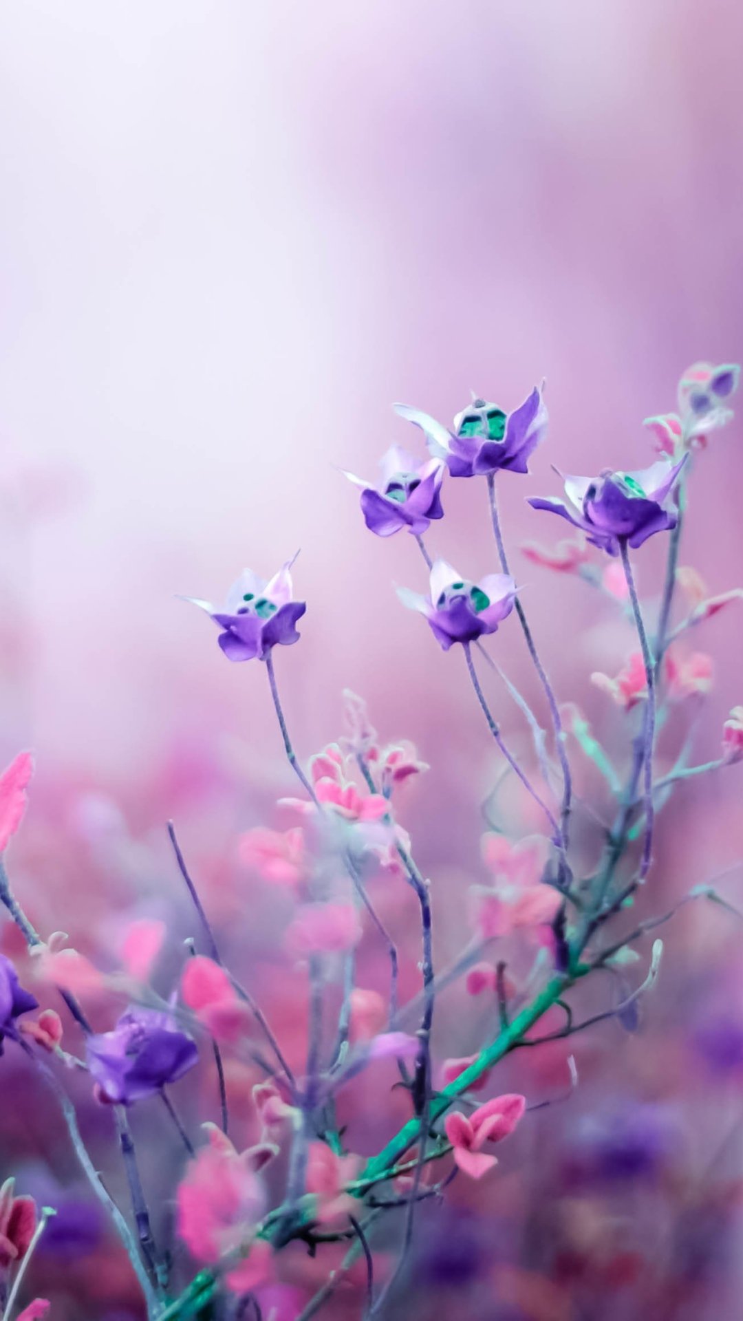 Нежные белые цветы