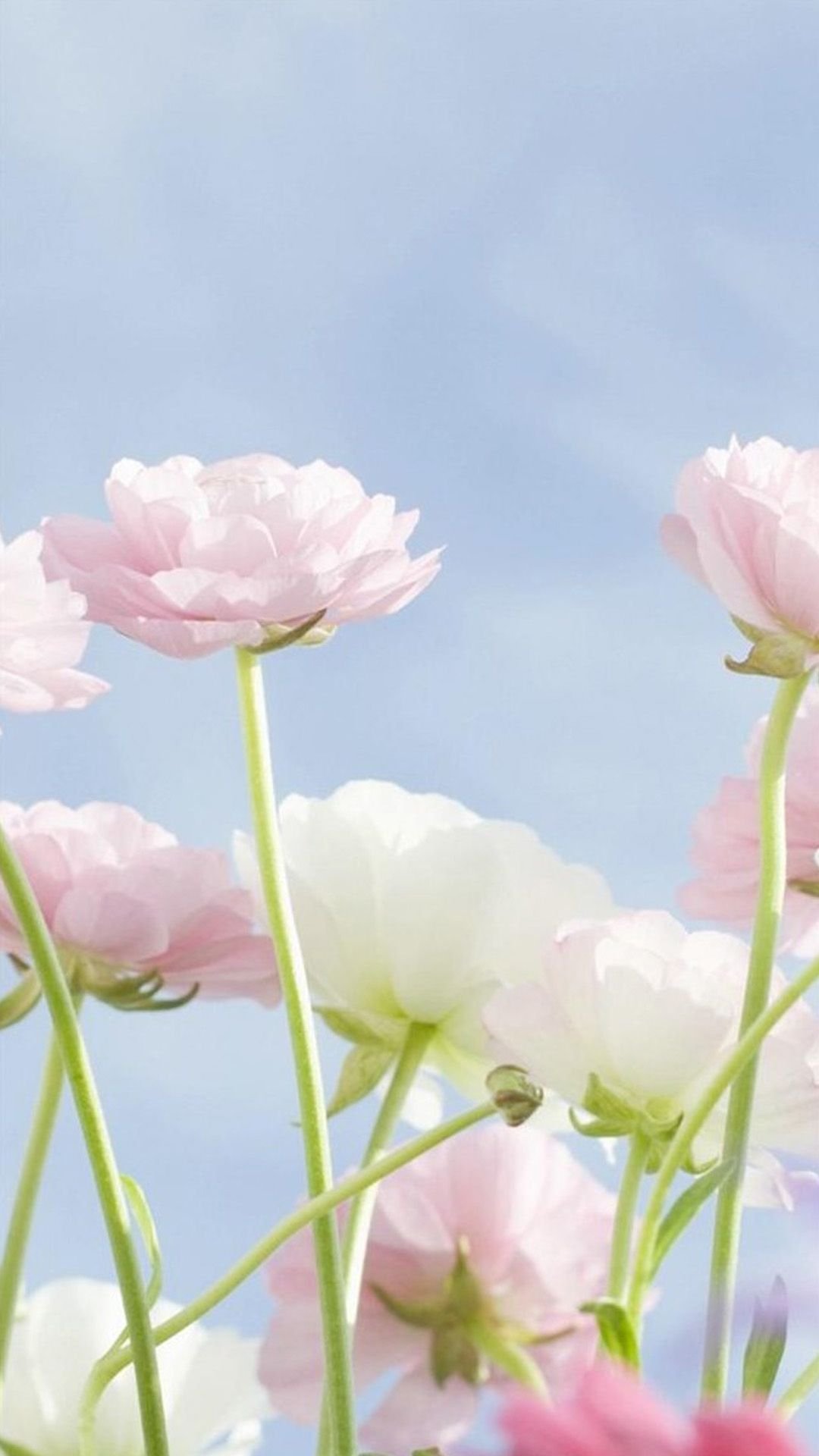 Одуванчик самсунг